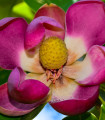 Magnolija insignis - Manglietia insignis - semena magnolije - 5 kos