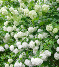 Kalina obecná - Viburnum opulus - semena kaliny - 5 ks