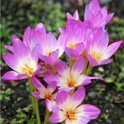 Colchicum Lilac Wonder – Colchicum – gomolji colchicuma – 1 kos