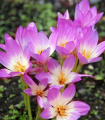 Colchicum Lilac Wonder – Colchicum – gomolji colchicuma – 1 kos