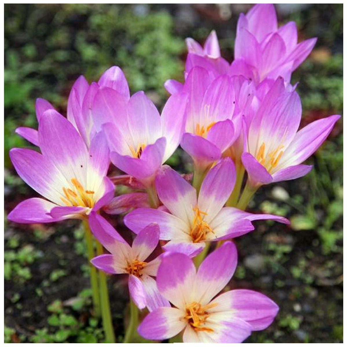 Colchicum Lilac Wonder – Colchicum – gomolji colchicuma – 1 kos