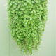 Stříbrný déšť - Dichondra repens - semena stříbrného deště - 8 ks
