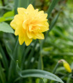 Narcisa Golden Ducat - Narcissus - čebulice narcise - 3 kosi
