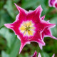 Tulipán Claudia - Tulipa - cibule tulipánu - 3 ks