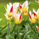 Tulipán Johann Strauss - Tulipa - cibule tulipánu - 3 ks