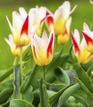 Tulipan Johann Strauss - Tulipa - čebulice tulipana - 3 kosi