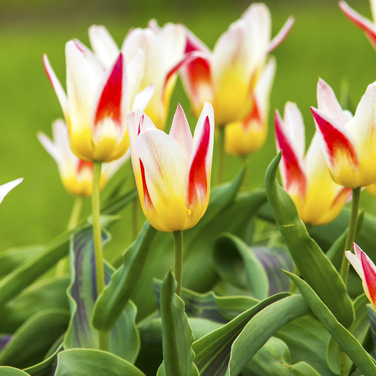Tulipán Johann Strauss - Tulipa - cibule tulipánu - 3 ks