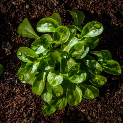 BIO Kozlíček polníček Vít - Vallerianella locusta - bio semena kozlíčku - 100 ks