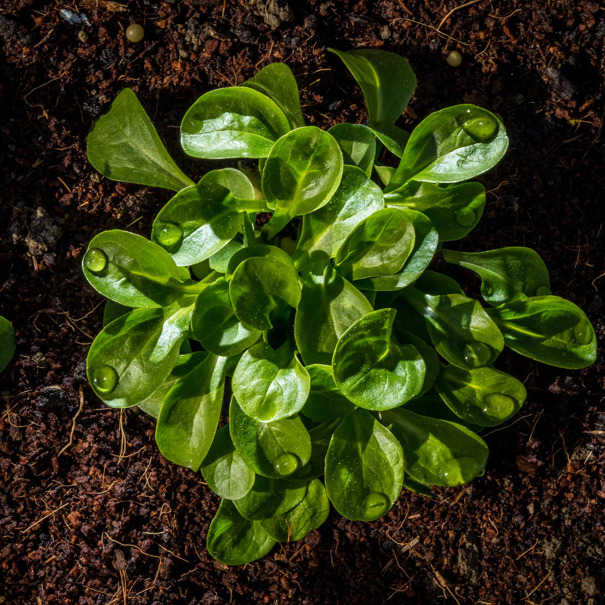 BIO Kozlíček polníček Vít - Vallerianella locusta - bio semena kozlíčku - 100 ks