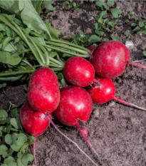 BIO Ředkvička červená Sora - Raphanus sativus - bio semena ředkvičky - 40 ks