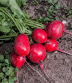 BIO Rdeča redkev Sora - Raphanus sativus - bio semena redkvice - 40 kos