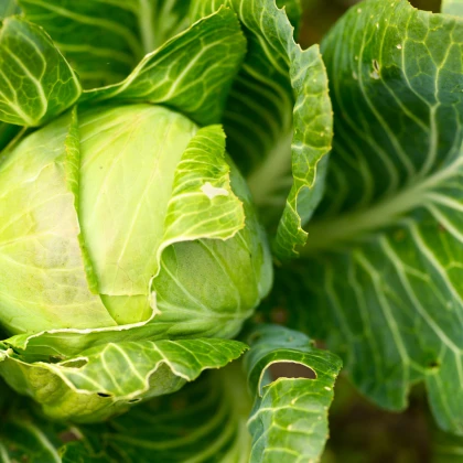 BIO Zelí bílé Filderkraut - Brassica oleracea - bio semena zelí - 50 ks