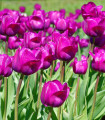 Tulipan Negrita - Tulipa - čebulice tulipana - 3 kosi