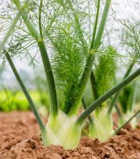 BIO Fenykl bulvový Selma - Foeniculum vulgare - bio semena fenyklu - 50 ks