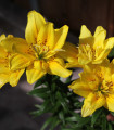 Lili Fata Morgana - Lilium - čebulica lilije - 1 kos