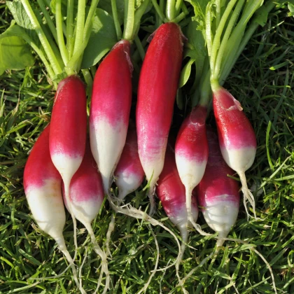 BIO Redkvice Francoski zajtrk - Raphanus sativus - bio semena redkve - 80 kos