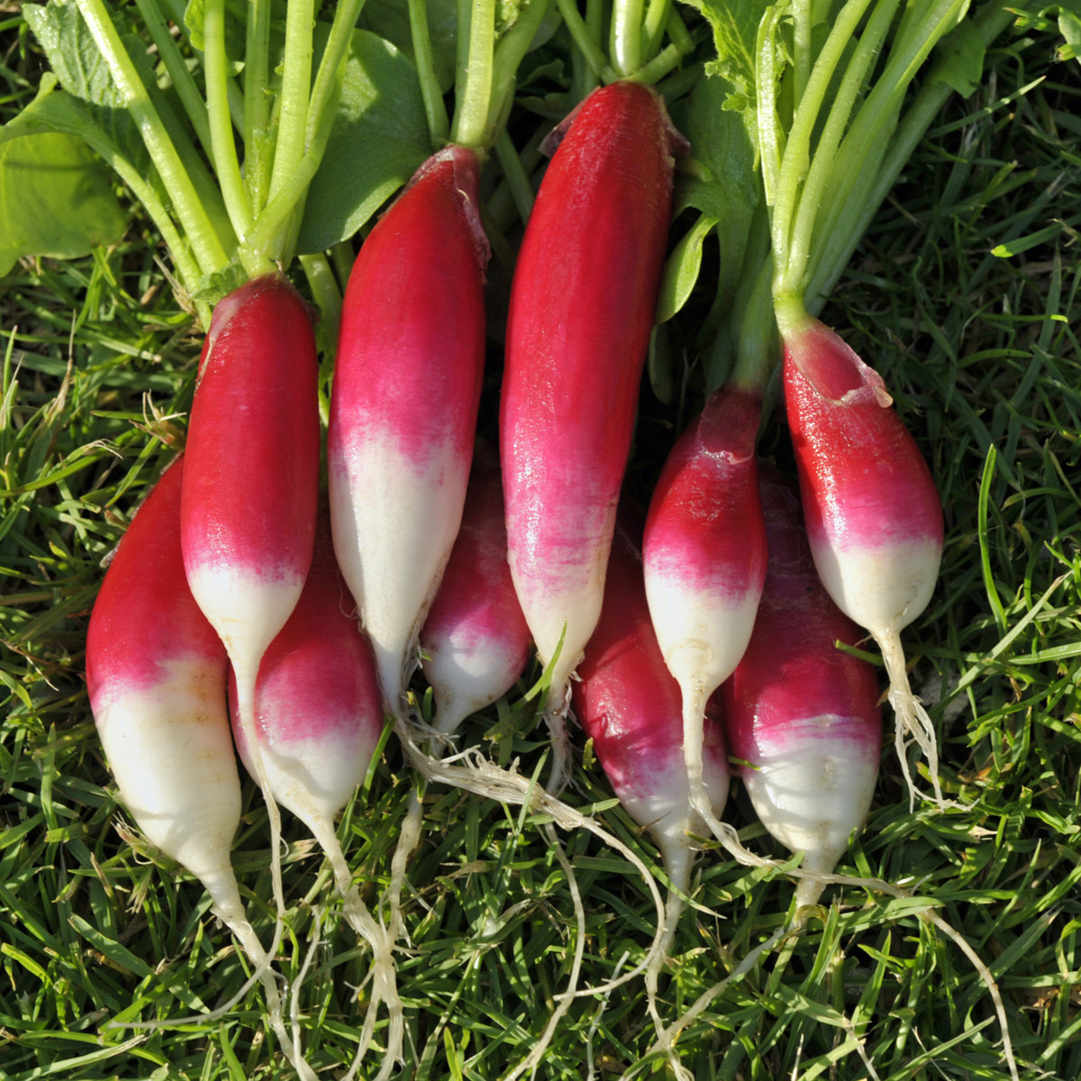 BIO Redkvice Francoski zajtrk - Raphanus sativus - bio semena redkve - 80 kos