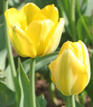 Tulipan Golden Apeldoorn - Tulipa - čebulice tulipana - 3 kosi
