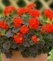 Pasasta pelargonija Nekita Scarlet F1 – Pelargonium zonale – semena pelargonije – 4 kos