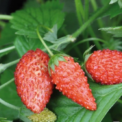Jahodník lesní Tubby Red - Fragaria vesca - semena jahodníku - 15 ks