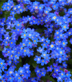 Pomladni spominčica Compindi - Myosotis sylvatica - semena spominčice - 100 kos