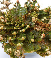 Vrtnica iz Jericha - Selaginella lepidophylla - čebulica vrtnice iz Jericha - 1 kos