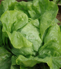 Salát hlávkový raný Amur - Lactuca sativa - semena salátu - 500 ks