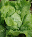 Zgodnja glavnata solata Amur - Lactuca sativa - semena solate - 500 kos
