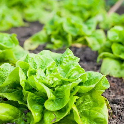 Salát hlávkový Lento - Lactuca sativa - semena salátu - 500 ks