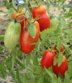 BIO Paradižnik San Marzano - Solanum lycopersicum - bio semena paradižnika - 7 kosov