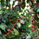Kavovec arabski Himalaya - Coffea arabica - semena kavovca - 15 kosov