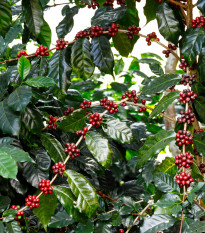Kavovec arabski Himalaya - Coffea arabica - semena kavovca - 15 kosov
