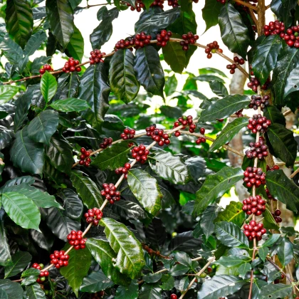Kavovec arabski Himalaya - Coffea arabica - semena kavovca - 15 kosov