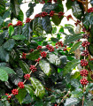 Kavovec arabski Himalaya - Coffea arabica - semena kavovca - 15 kosov