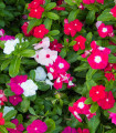 Barvinka Mediterranean Mix F1 – Catharanthus roseus – semena barvinke – 30 kosov