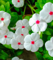 Polka F1 – Catharanthus – semena barvinka – 30 kosov – ponudba zaključena