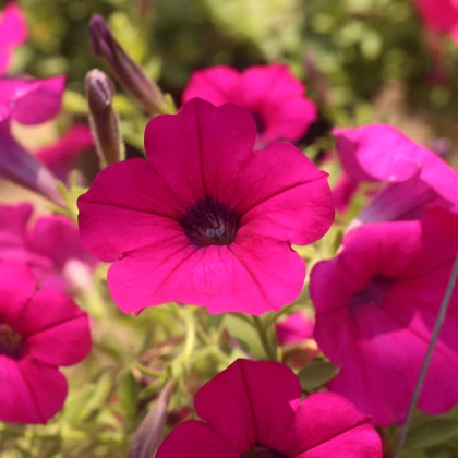 Petúnie Purple Velvet F1 - Petunia hybrida - semena petúnie - 12 ks