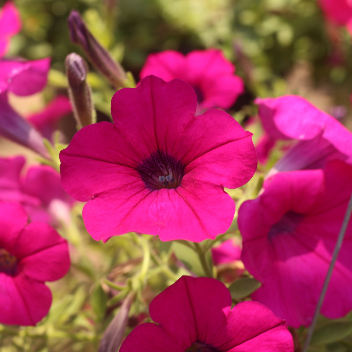 Petúnie Purple Velvet F1 - Petunia hybrida - semena petúnie - 12 ks