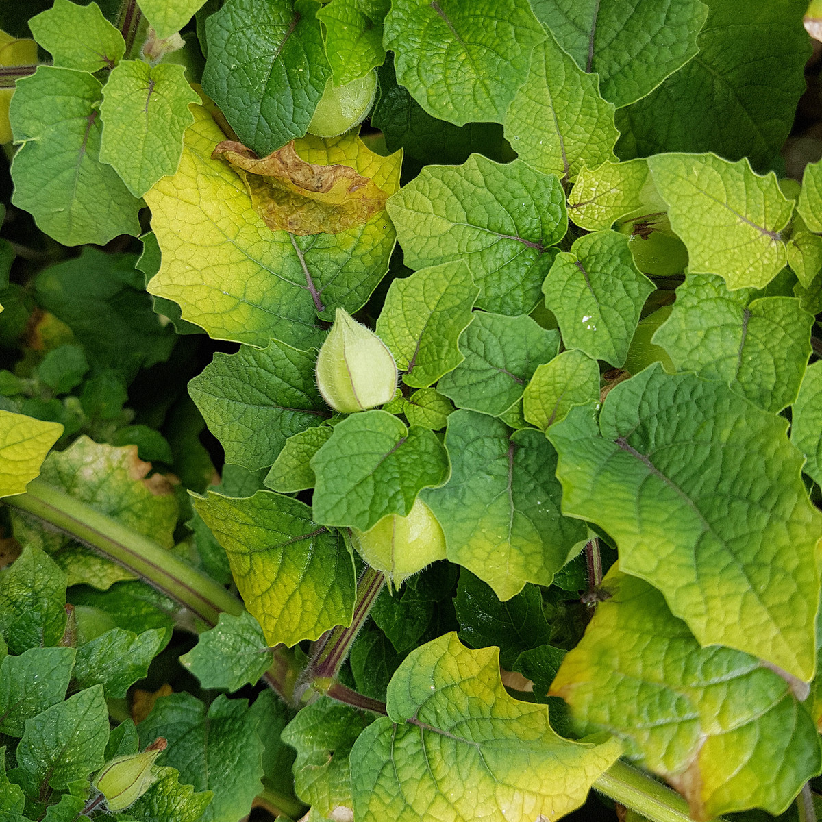 Mochyně ojíněná Ananas - Physalis pruinosa - semena mochyně - 200 ks