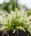 Nizka kapška rosnica z belimi cvetovi – Drosera capensis – semena rosnice – 15 kosov