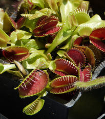 Mucholapka podivná - Dionaea muscipula - semena mucholapky - 10 ks