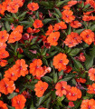 Oranžna impatiens Accent F1 – Impatiens walleriana – semena impatiens – 15 kosov