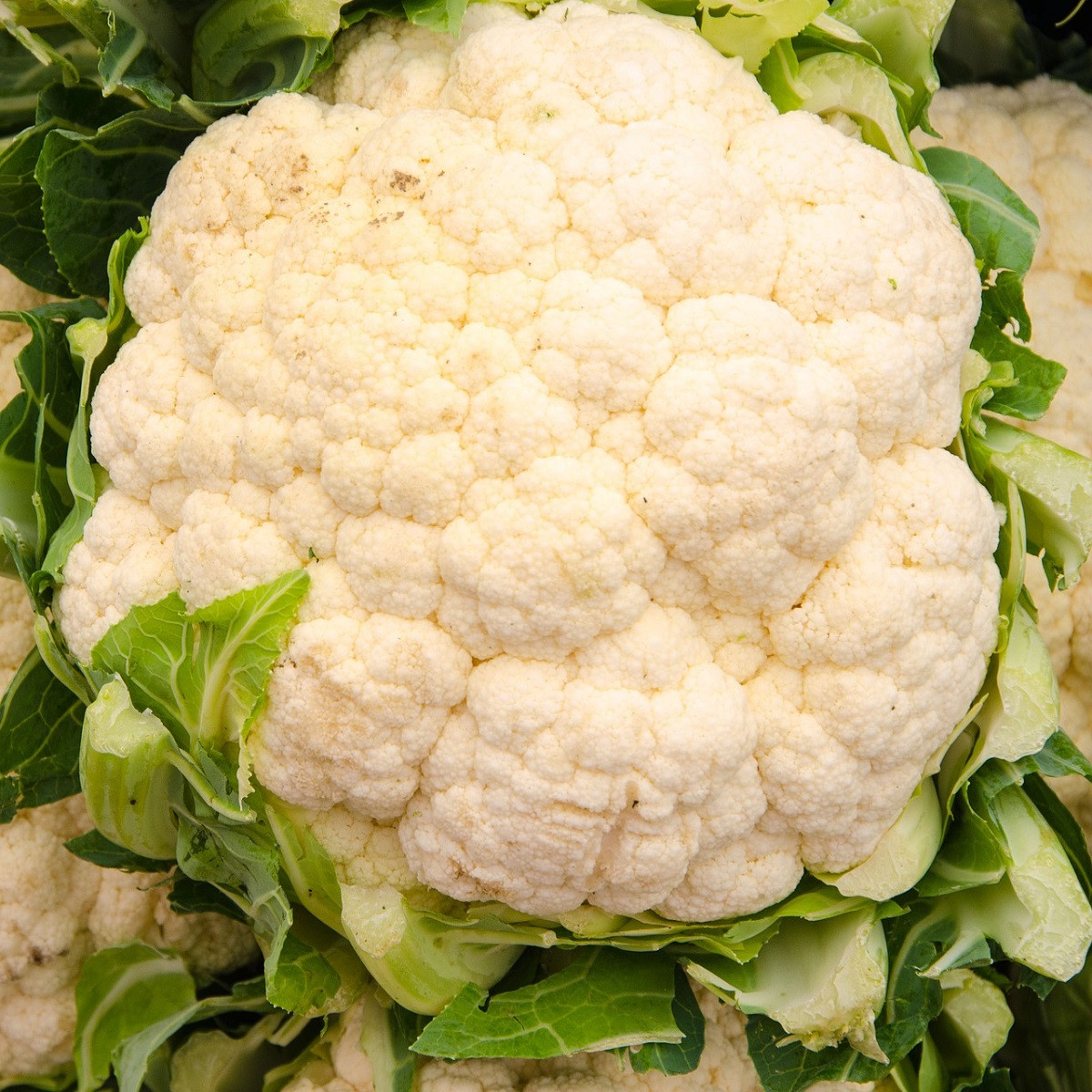 Květák Bora - Brassica oleracea - semena květáku - 140 ks