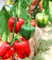 BIO Paprika Yolo Wonder - Capsicum annuum - bio semena paprike - 10 kos