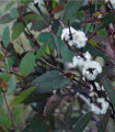 Eukaliptus Pauciflora - Blagodičnik - Eucalyptus pauciflora - semena eukaliptusa - 8 kosov