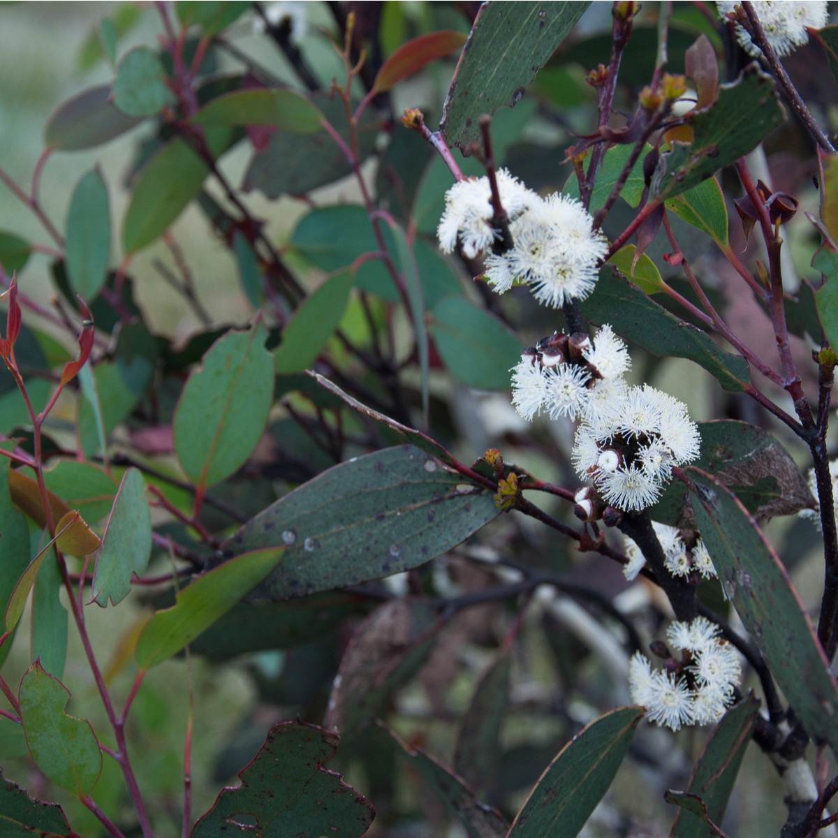 Eukalyptus - Blahovičník - Eucalyptus pauciflora - semena eukalyptu - 8 ks