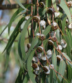 Evkalipt - Kroglasti evkalipt - Eucalyptus globulus - semena evkalipta - 8 kosov
