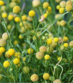 Jagodna trava - Dišeči žametovček - Cephalophora aromatica - semena jagodne trave - 10 kos