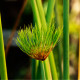 Papyrus - Cyperus papyrus - semena papyru - 8 ks