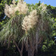 Nolina - Nolina longifolia - semena noliny - 5 kosov